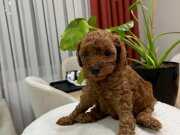 Red Brown Toy Poodle Yavrular ( 2 Mayıs Doğumlu )