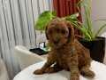 Red Brown Toy Poodle Yavrular ( 2 Mayıs Doğumlu )