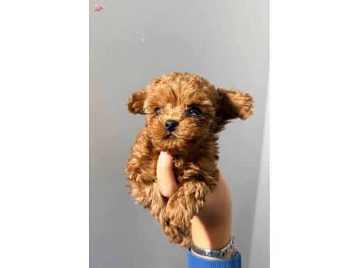 Minyon anne babadan toy poodle