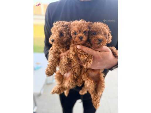 İpeksi Kürklü 3 Aylık Oyuncak Poodle Yavruları