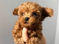 Minyon anne babadan toy poodle