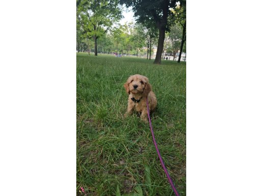 3 aylık erkek maltipoo