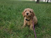 3 aylık erkek maltipoo