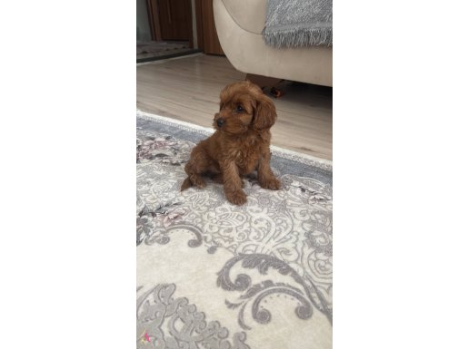 Acil satılık tooypoodle 3 aylık dişi