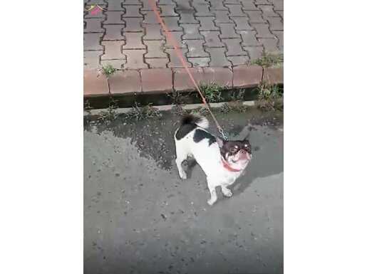 Acil satılık chihuahua 3 yaşında