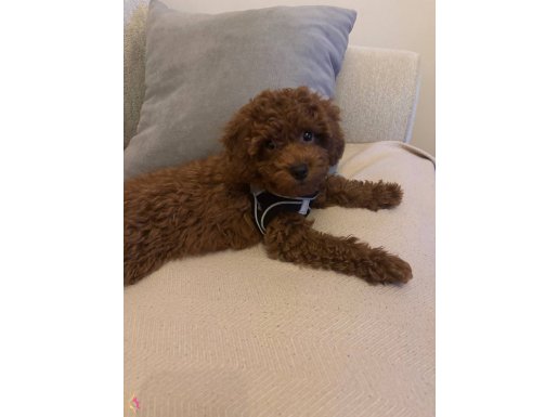 3 aylık erkek toy poodle