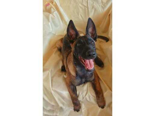 8 Mayıs doğumlu.Çok özel son 2 dişi malinois