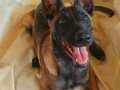8 Mayıs doğumlu.Çok özel son 2 dişi malinois