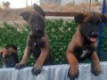YURTDIŞI KAN HATTINDAN GELEN ÖZEL YAVRULAR