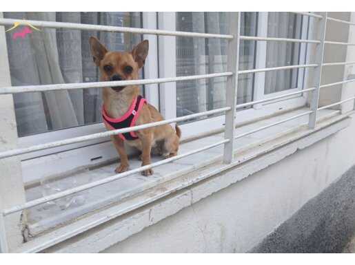 Pinscher
