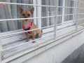 Pinscher