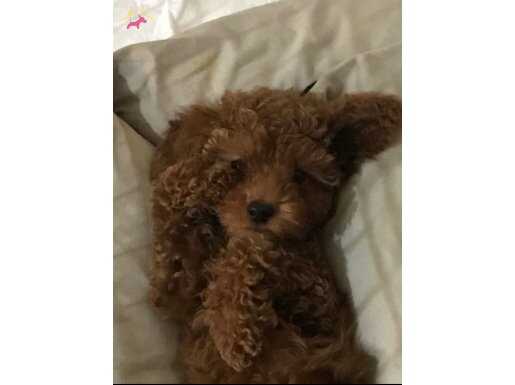 Aşılı, Çipli, Karneli, Yavru Toy Poodle. 