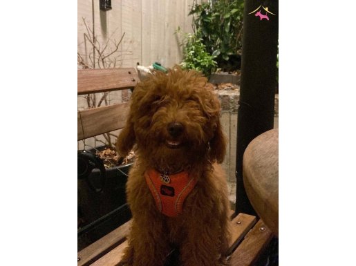 Aşılı Çipli Karneli Toy Poodle