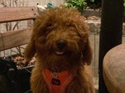 Aşılı Çipli Karneli Toy Poodle