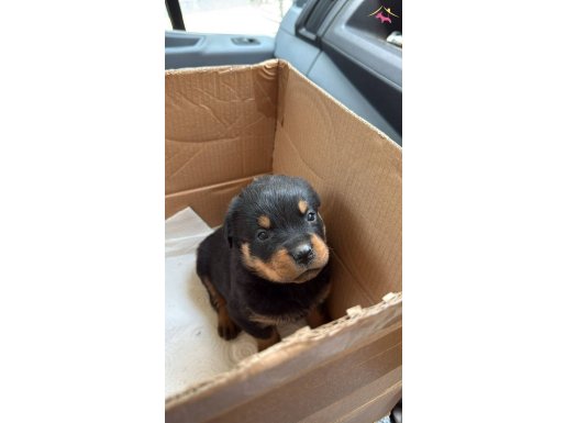 Mersin A Kalite Rottweiler Yavrusu