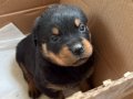 Mersin A Kalite Rottweiler Yavrusu