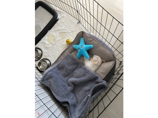 2.5 aylık erkek şereceli kore Maltese bebek 