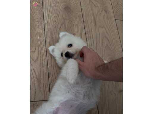 Temel eğitimli dişi samoyed bebeğimiz