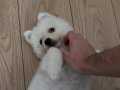 Temel eğitimli dişi samoyed bebeğimiz