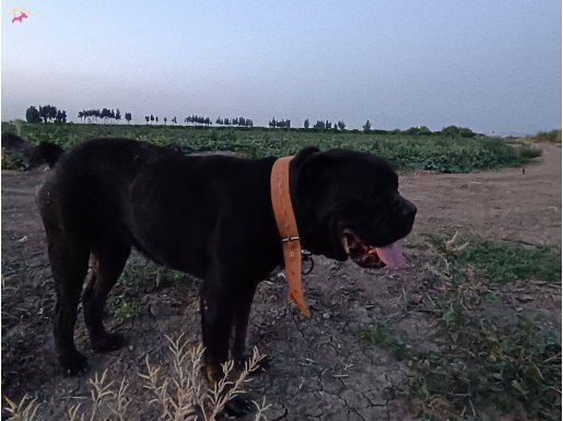 Orijinal alan koruma köpeği