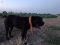 Orijinal alan koruma köpeği