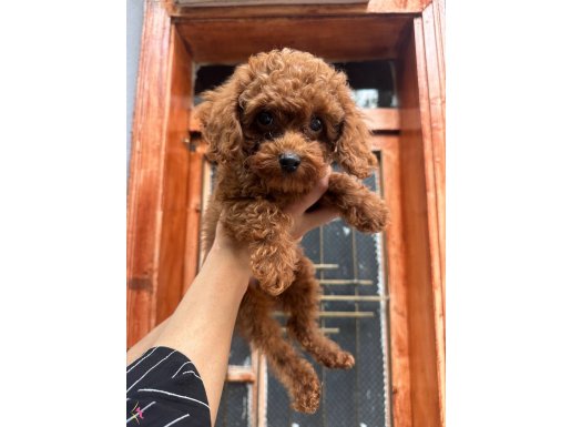 Poodle Toy Core 0 numara