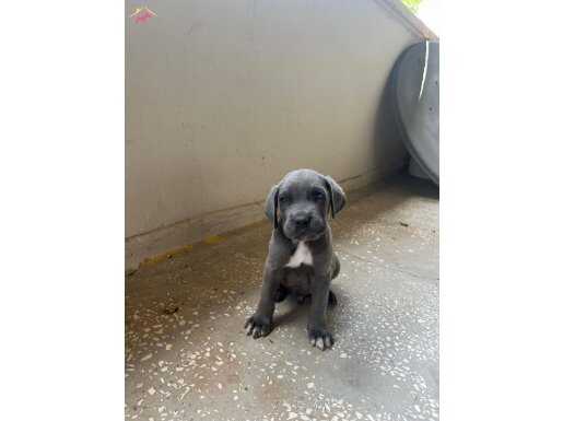 A KALİTE BLUE CANE CORSO 