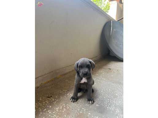 A KALİTE BLUE CANE CORSO 