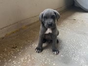 A KALİTE BLUE CANE CORSO 
