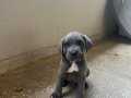 A KALİTE BLUE CANE CORSO 