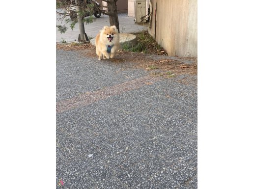 Acil satılık Pomerian