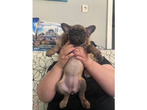 2 aylık safkan bulldog 2 kız 