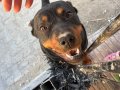 1 Yaşında Aşıları Tam Rottweiler