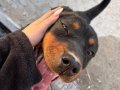 1 Yaşında Aşıları Tam Rottweiler