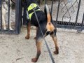 1 Yaşında Aşıları Tam Rottweiler