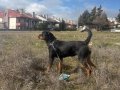 1 Yaşında Aşıları Tam Rottweiler