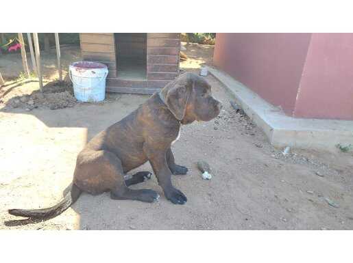 5 aylık cane corso 