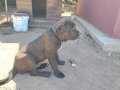 5 aylık cane corso 