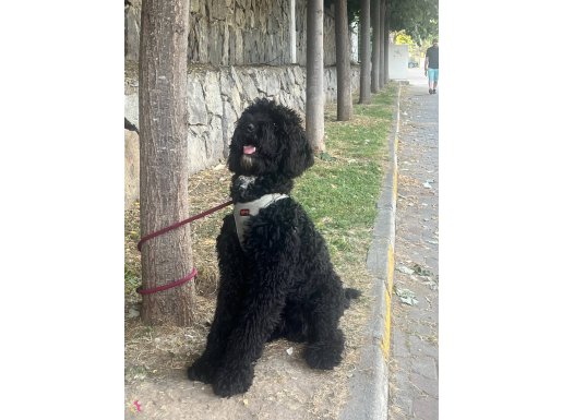 Poodle standart 6.5 aylık istanbul maltepe