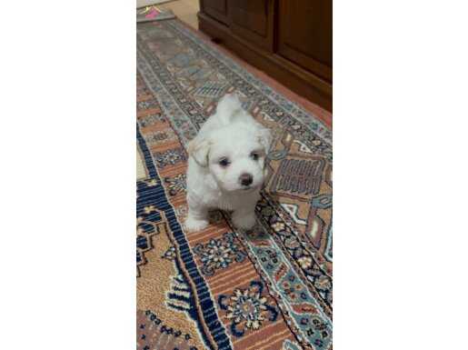 Güzeller Güzeli Maltese Terrier bebekleri