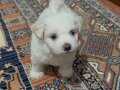 Güzeller Güzeli Maltese Terrier bebekleri