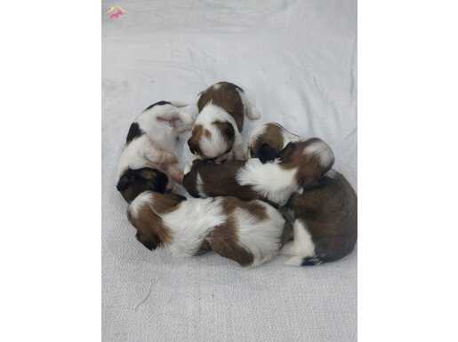 Sevimli Shih Tzu Yavruları Sahiplerini Bekliyor 