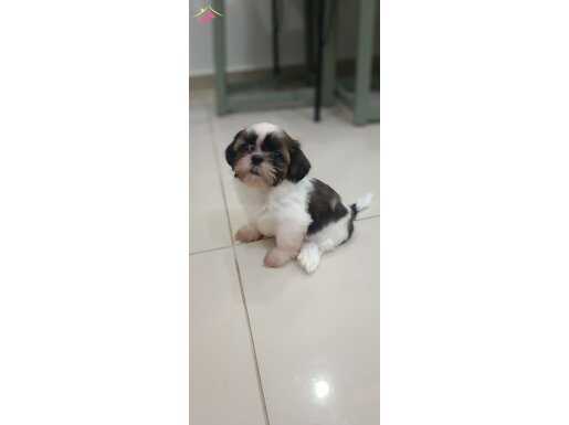 Sevimli, Tüy Dökmeyen Shih Tzu Yavruları - Antalya