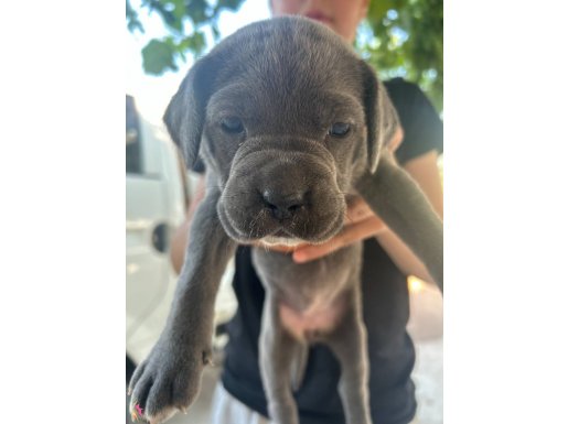Cane corso yavruları 