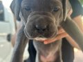 Cane corso yavruları 