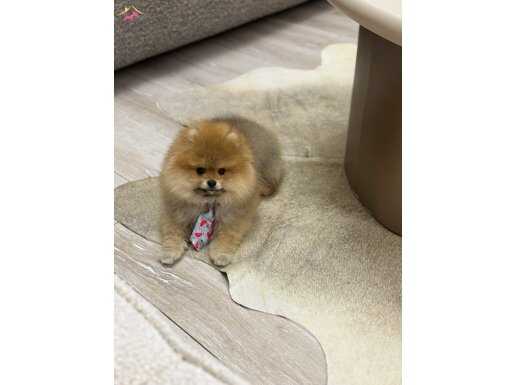 4 aylık sevimli pomeranian