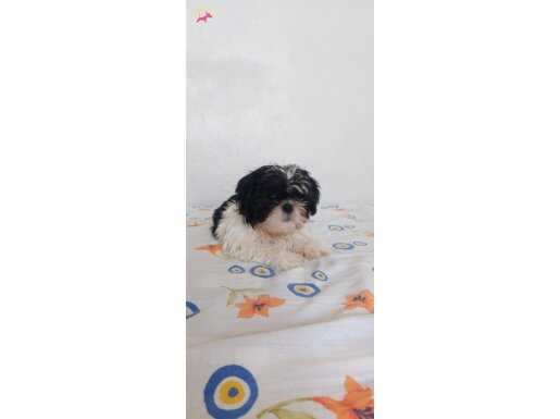 Ev ortamında büyüyen hareketli oyuncu insana alışık shihtzu