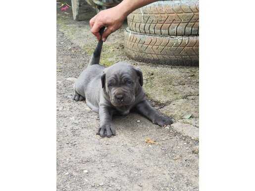 A KALİTE BLUE CANE CORSO ERKEK YAVRU 