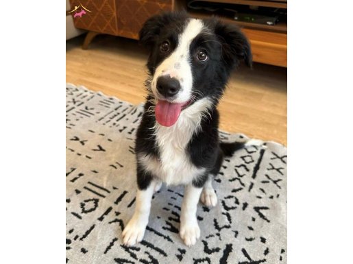 Secereli safkan border collie