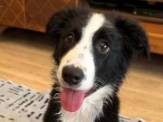 Secereli safkan border collie